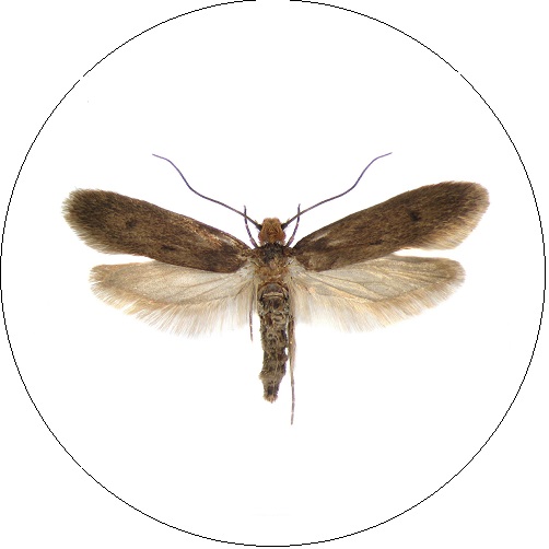 Kailinė kandis (Tinea pellionella)